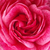 Różowy  - Róża nostalgie - Morden Ruby
